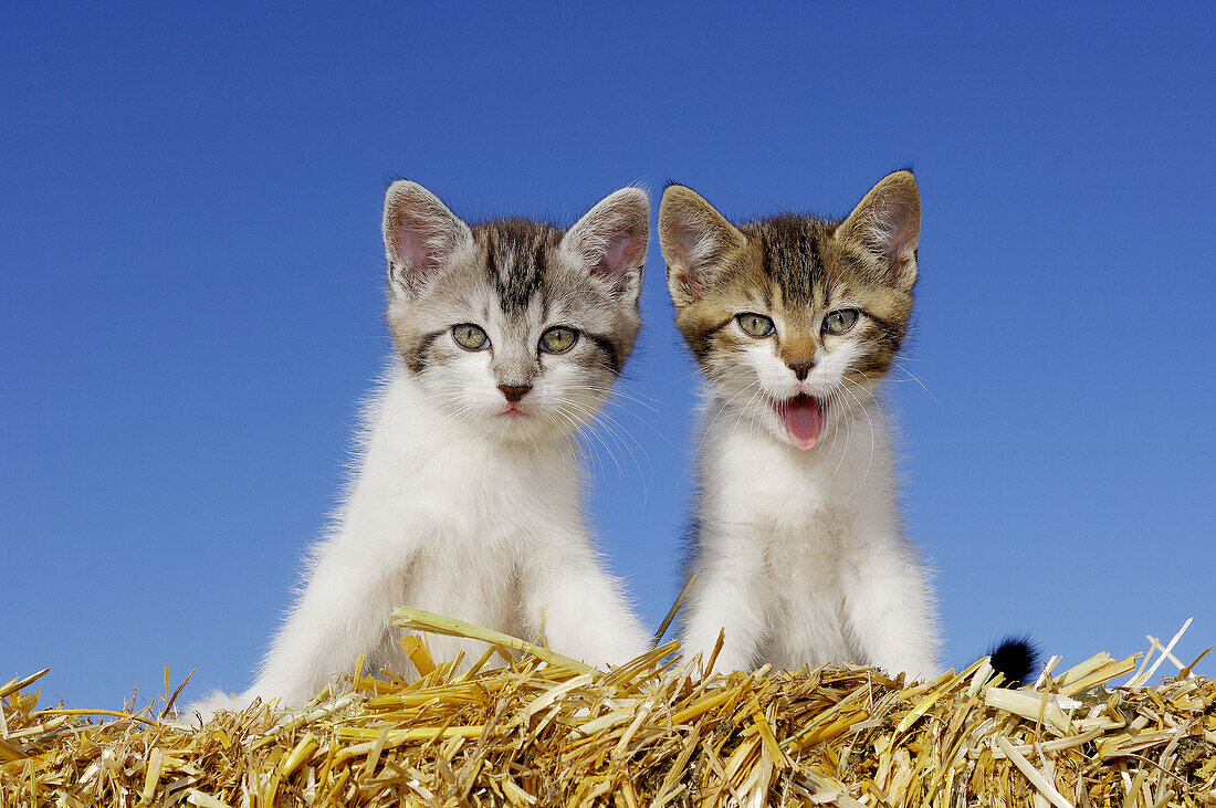 Kitten on straw yawning  Bavaria, Germany, Europe