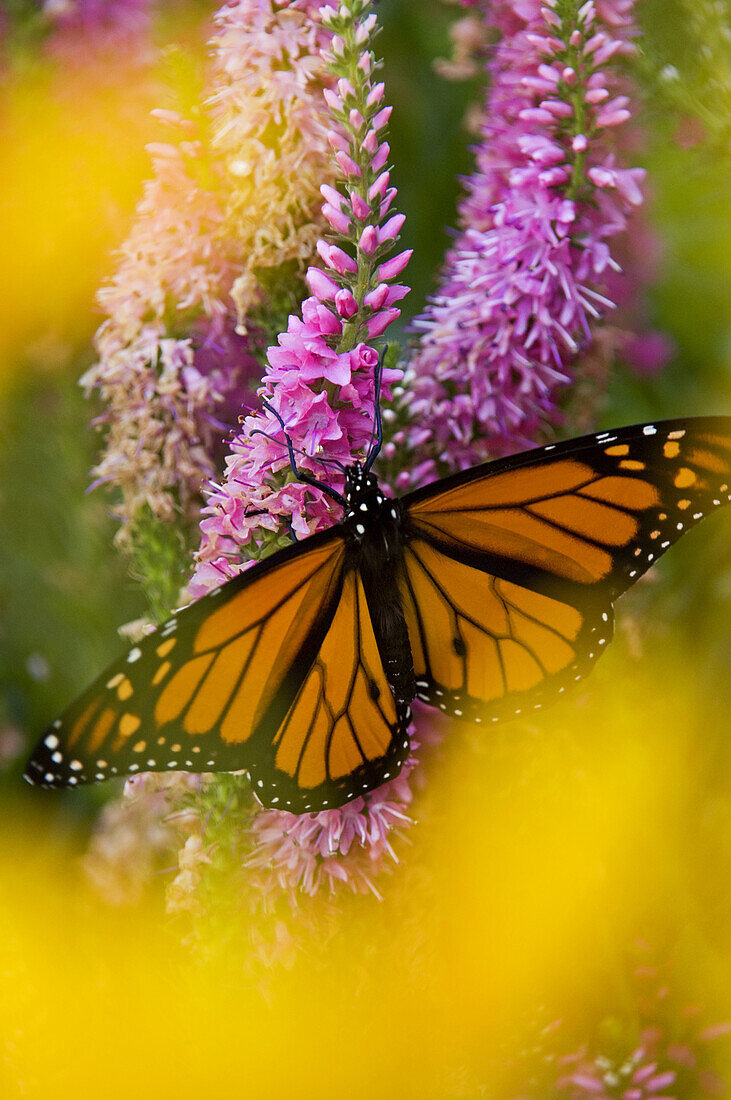 Monarch butterfly (Danaus plexippus) nectaring on speedwell plant in flower garden