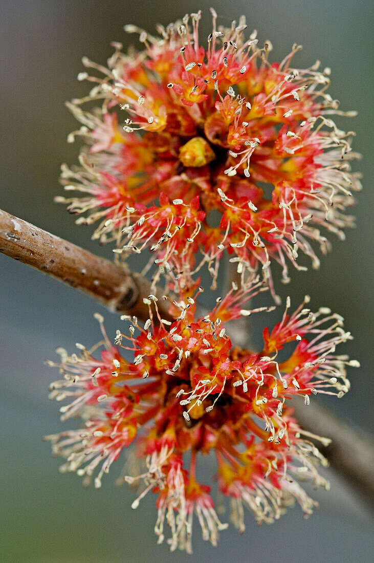 Red maple (Acer rubrum), flower clusters