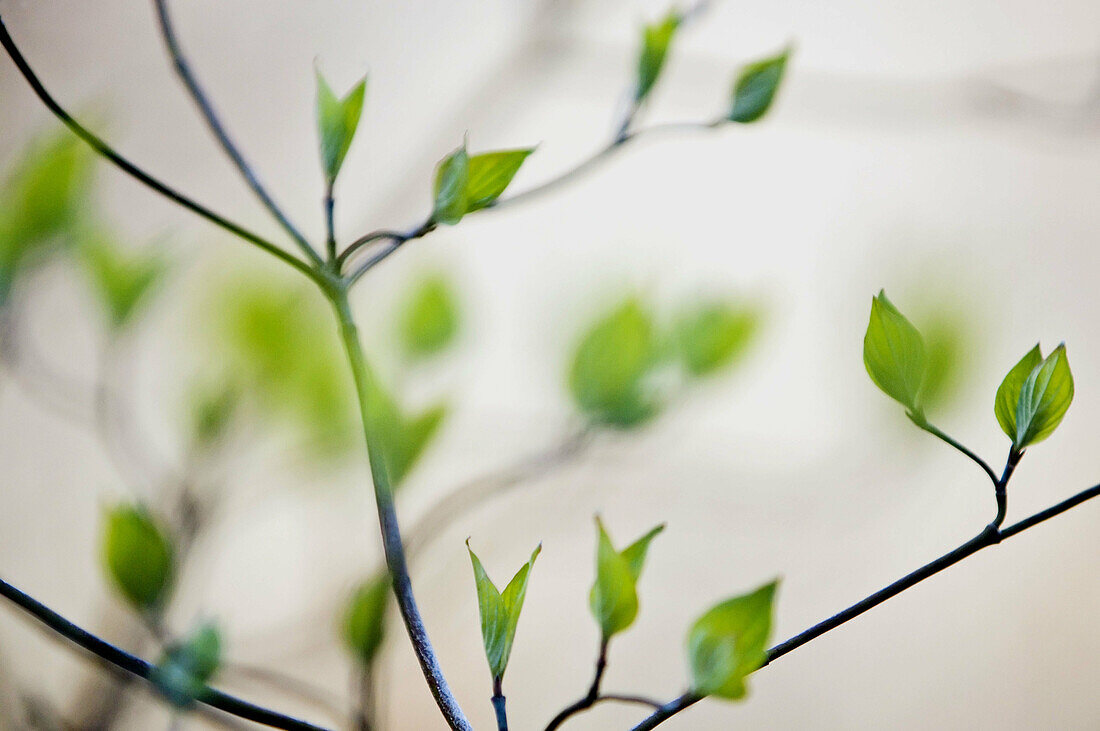 Emerging Roughleaf dogwood leaves (Cornus drummondi)