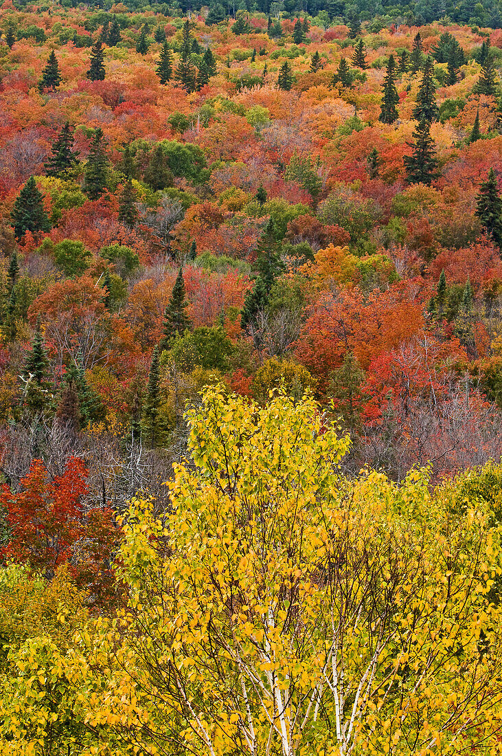 Autumn colour in forest below Montreal River Hill, Canada