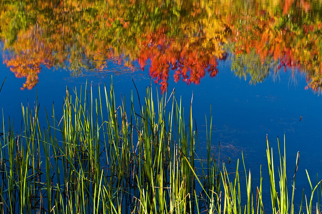 Red maple in autumn colour reflected in Fairbank Creek, Canada