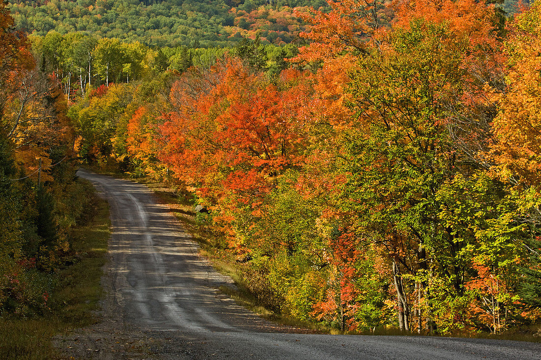 Highway 546 and autumn colour, Ontario, Canada