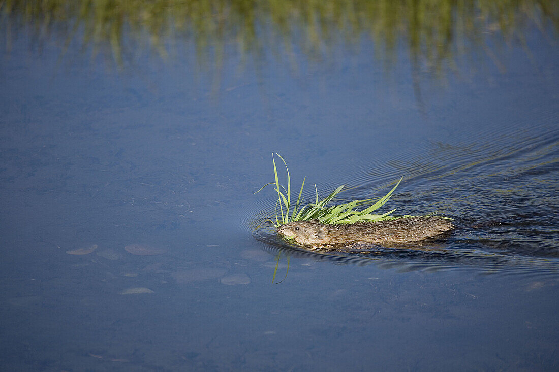 North American beaver 'Castor canadensis' carrying fresh greens back to den in spring, Beaver Pond at Schwabachers Landing, Grand Teton National Park. Wyoming, USA