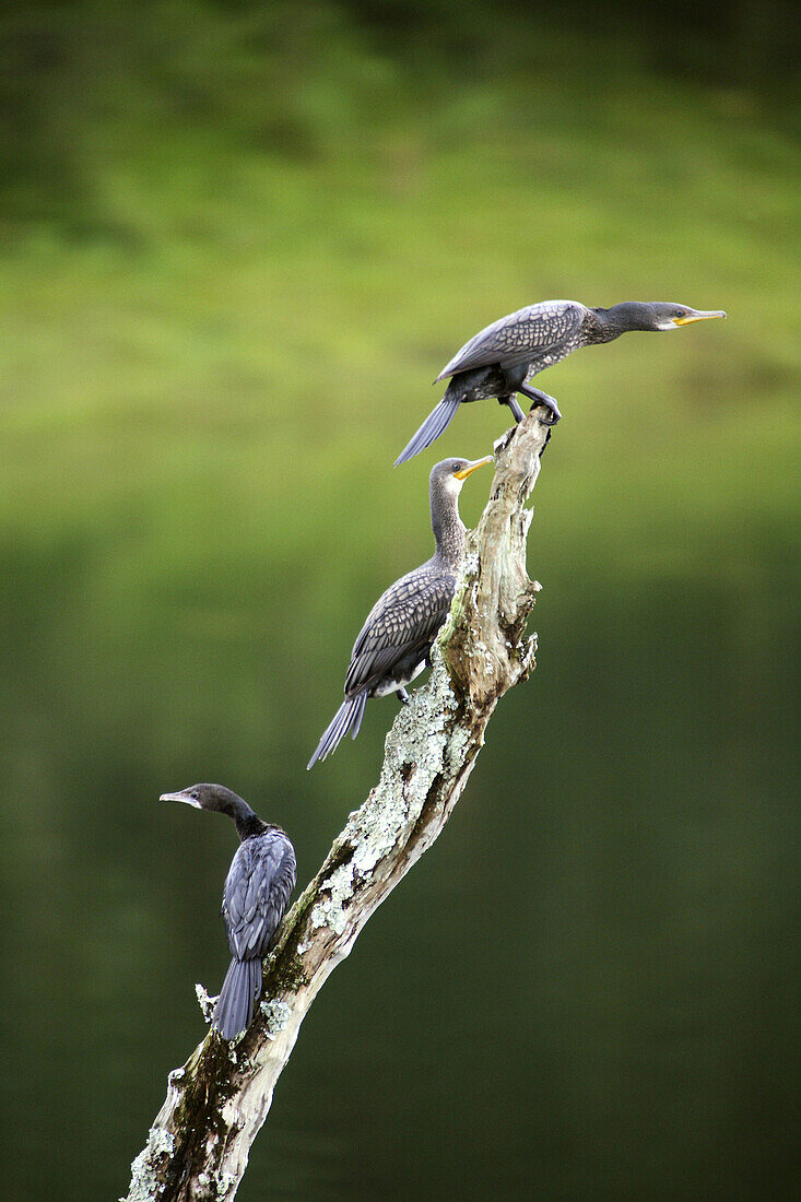 Great Cormorant, Phalacrocorax carbo, at Periyar, Kerela.