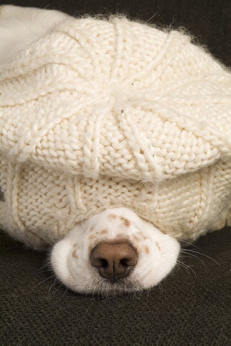 Spaniel sleeping under hat