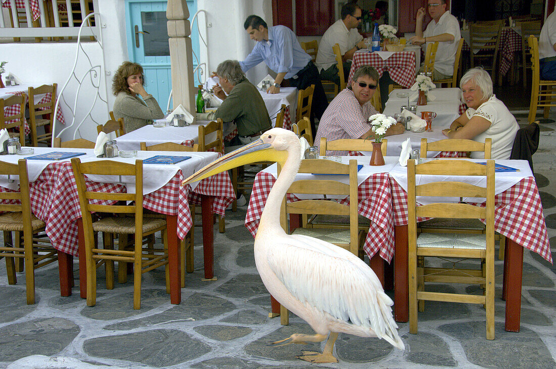 Petros the famous pelican distracts visitors to the shops and restaurants in Little Venice in Hora on the Greek Island of Mykonos, Greece.