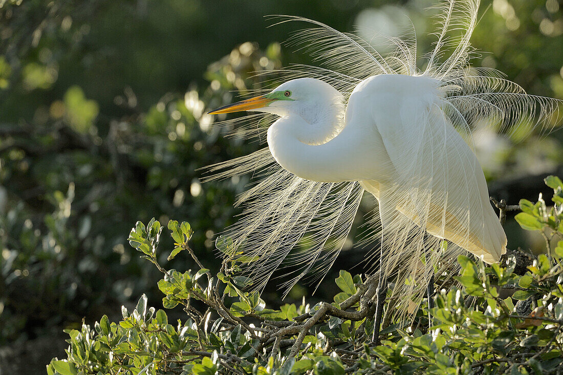 Great Egret (Ardea alba) in breeding plumage at nesting site. Florida, USA.