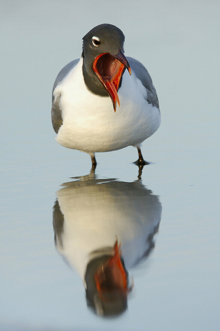 Laughing Gull (Larus atricilla) in breeding plumage, yawning. Florida, USA.