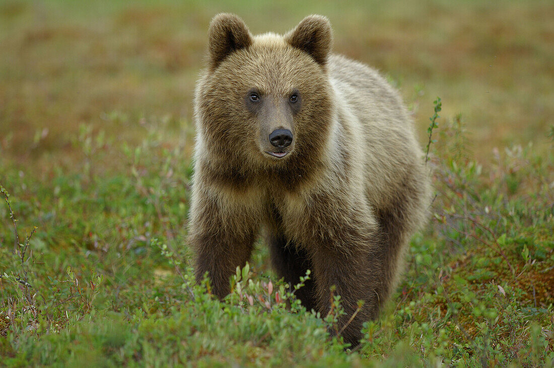Brown Bear (Ursus arctos), cub. Finland.