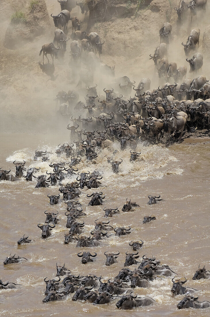 Brindled Gnus/Blue Wildebeests (Connochaetes taurinus), crossing the Mara River during the migration. Massai Mara, Kenya.