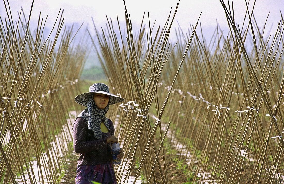 Woman on a field, Xishuangbanna, Yunnan, China
