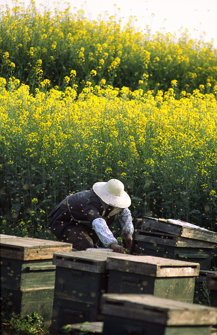 Bee keeper in canola field, Lupoing, Yunnan, China
