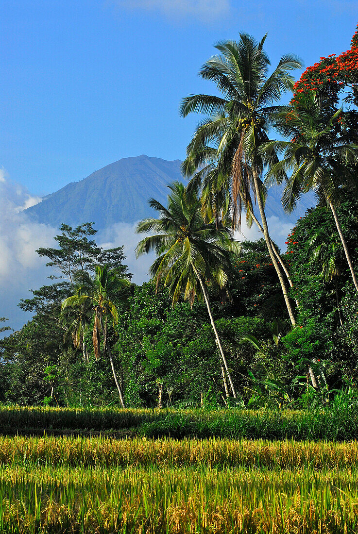 Landschaft mit Reisfeldern am Vulkan Gunung Agung, Ost Bali, Indonesien, Asien