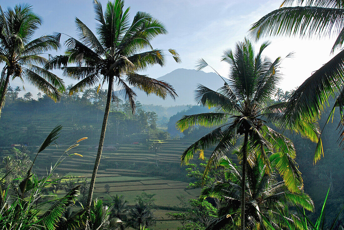 Landschaft mit Reisfeldern am Vulkan Gunung Agung, Ost Bali, Indonesien, Asien