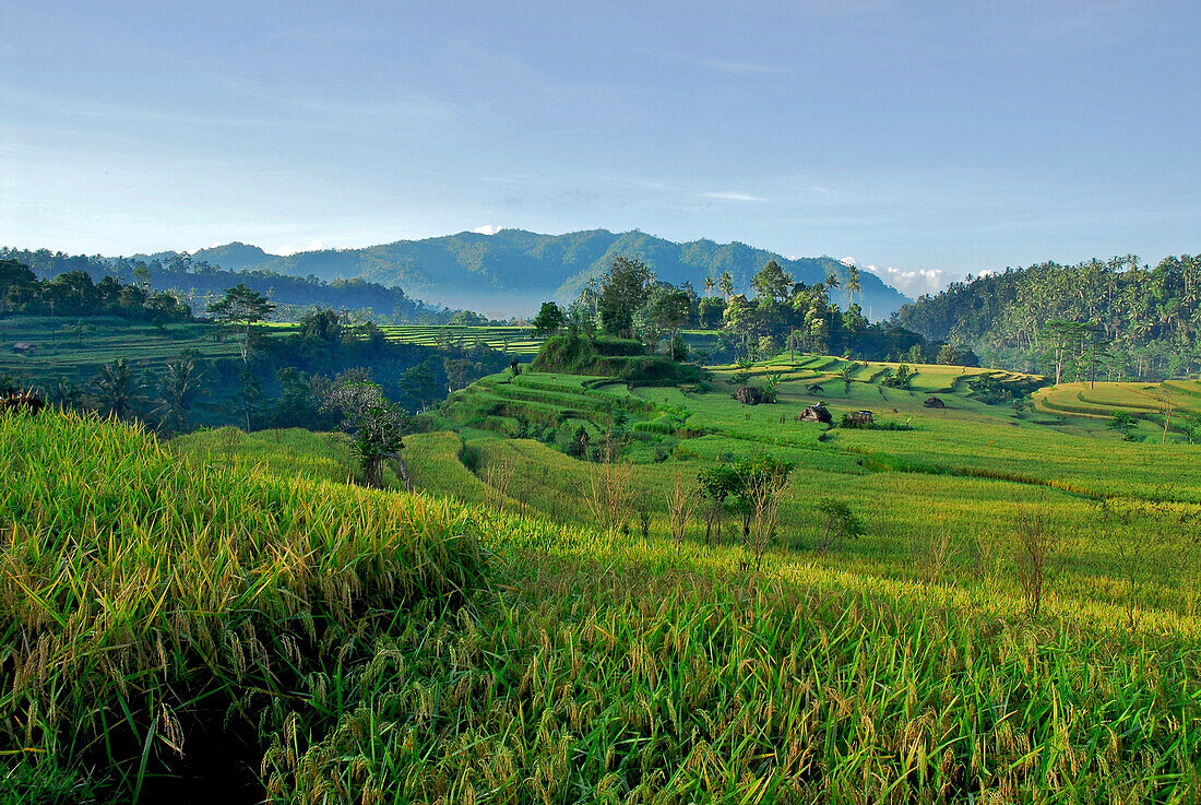 Landschaft mit Reisfeldern am Vulkan Gunung Agung, Ost Bali, Indonesien, Asien