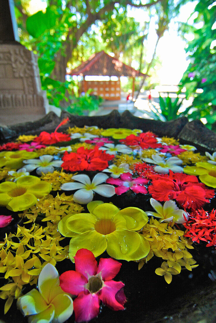 Colourful flowers floating in a water basin, Air Sanih, Northern Bali, Indonesia, Asia