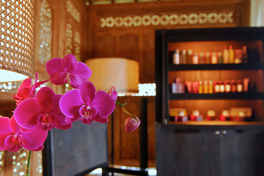 Orchid in the spa at Bulgari Resort, Bukit Badung, Southern Bali, Indonesia, Asia