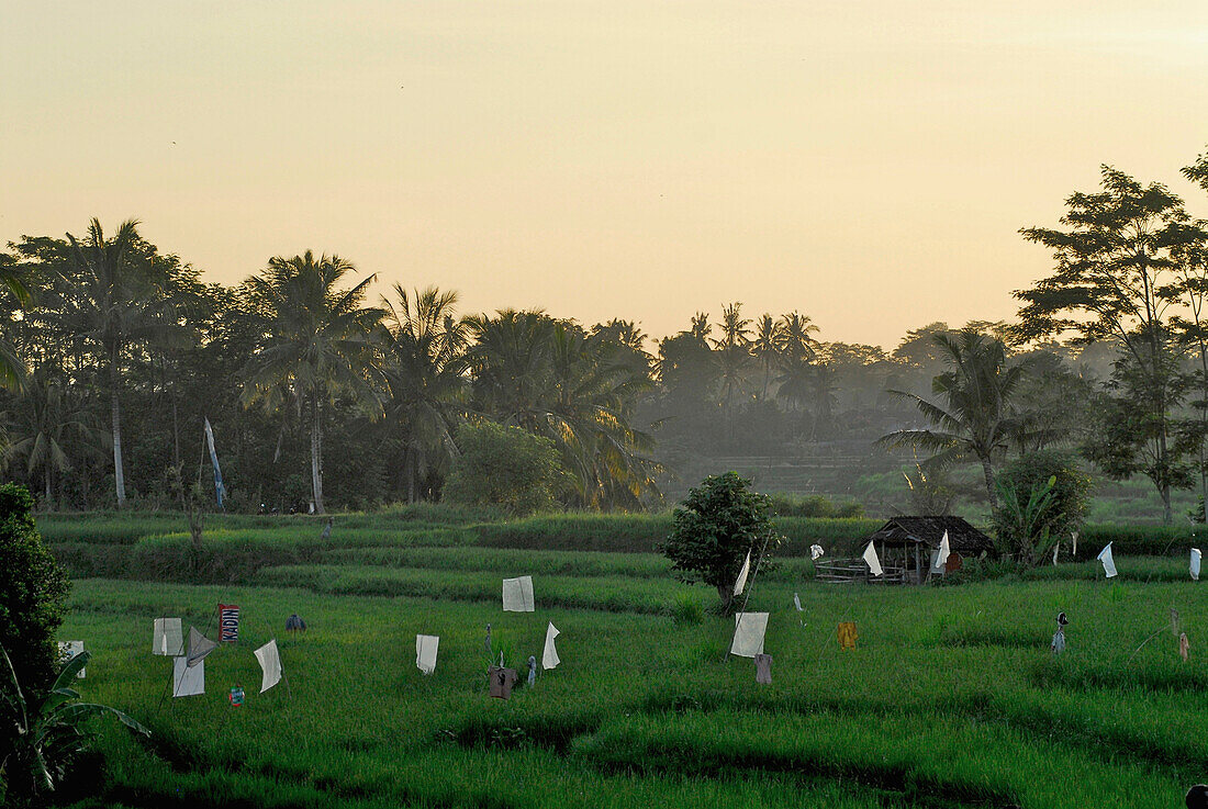 Reisfelder im Bangli Distrikt am Abend, Bali, Indonesien, Asien