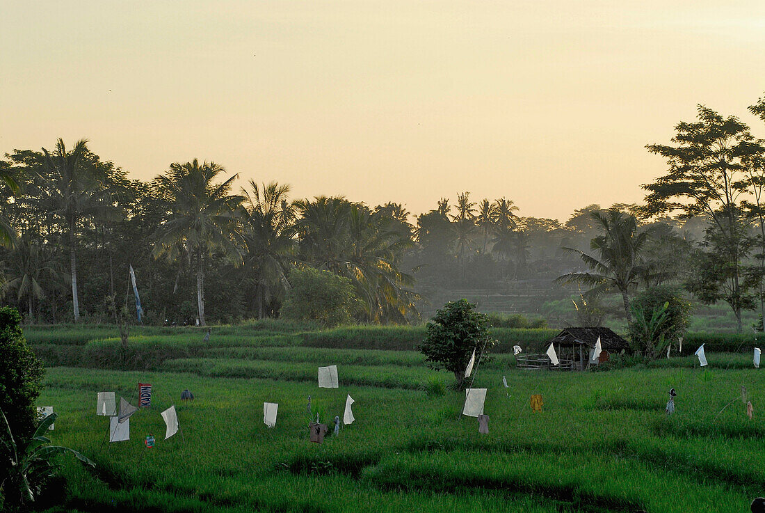 Rice fields at Bangli district in the evening, Bali, Indonesia, Asia