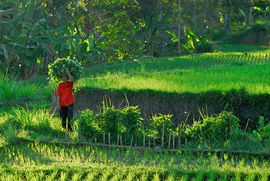 Woman carrying load on her head over rice fields, Bangli district, Bali, Indonesia, Asia