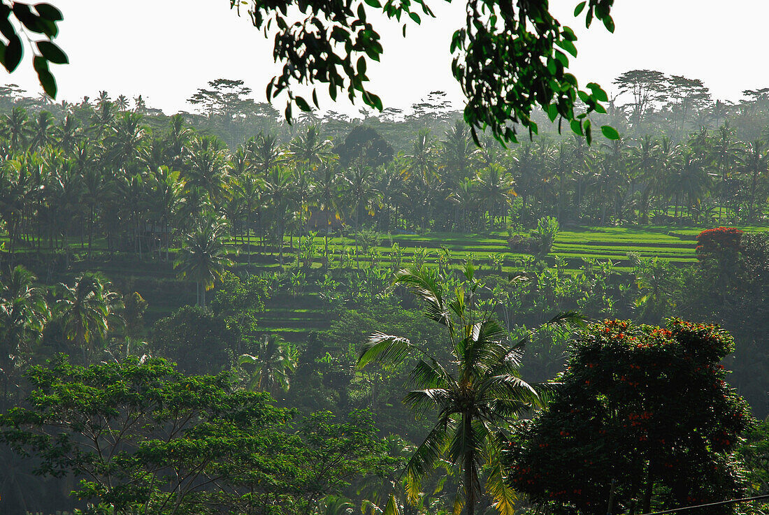 Blick auf Reisfelder im Bangli Distrikt bei Tag, Bali, Indonesien, Asien