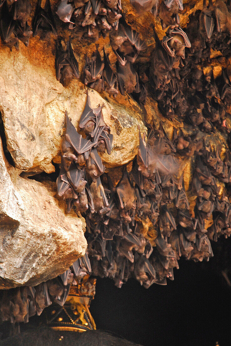 Fledermäuse hängen an Felsen in einer Höhle, Goa Lawah, Ost Bali, Indonesien, Asien