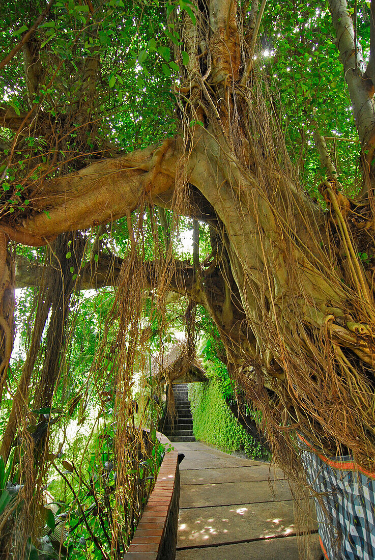 Banyan tree in the garden of Kupu Kupu Barong Resort, Ubud, Indonesia, Asia