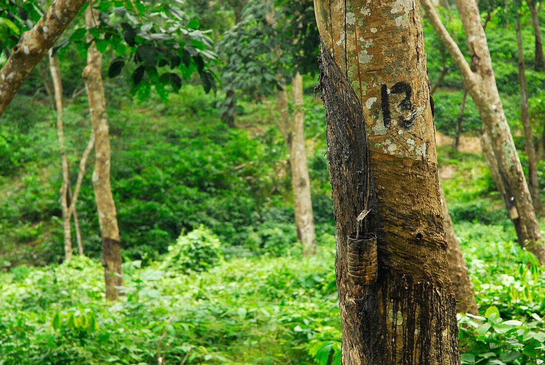 Blick auf Kautschukbaum Plantage, West Bali, Indonesien, Asien