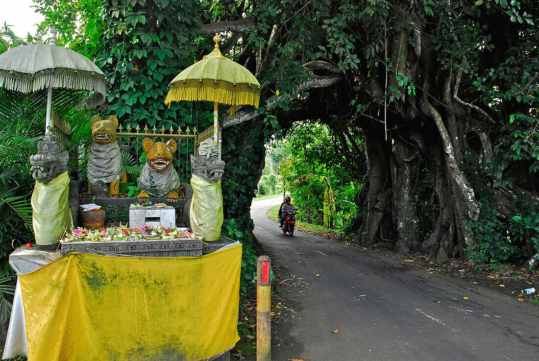Schrein mit Figuren neben riesigem Banyan Baum mit Tunnel, West Bali, Indonesien, Asien