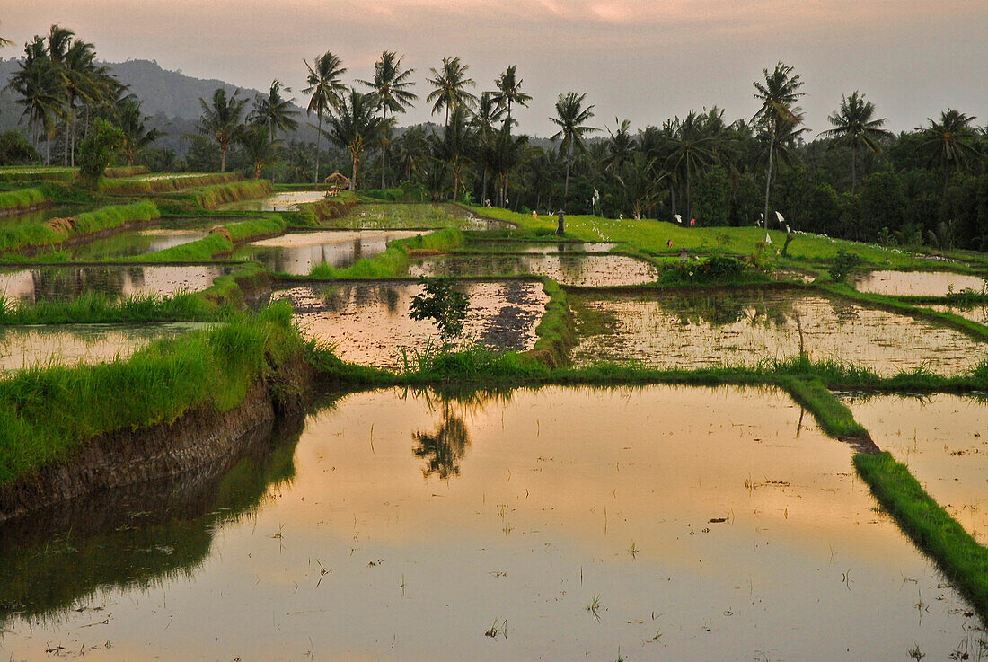 Reisterrassen in der Morgendämmerung, Nord Bali, Indonesien, Asien
