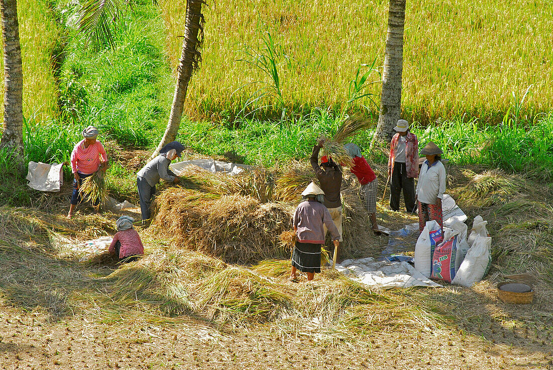 Reisernte, Erntehelfer an einem Reisfeld, Sidemen, Ost Bali, Indonesien, Asien