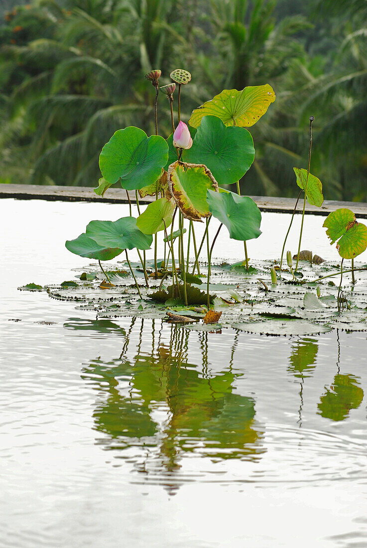 Lotus flowers in the pool on the roof of Hotel Four Seasons at Sayan, Ubud, Central Bali, Indonesia, Asia