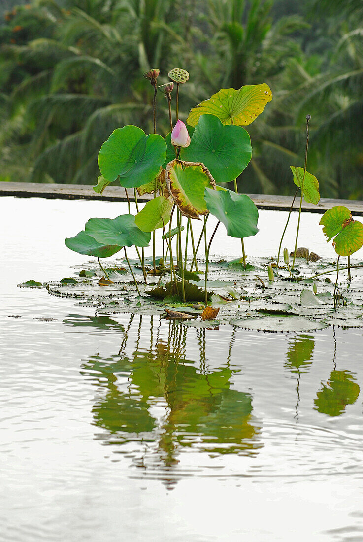 Lotusblumen im Pool auf dem Dach des Hotel Four Seasons at Sayan, Ubud, Zentral Bali, Indonesien, Asien