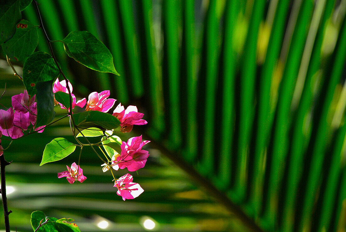 Bougainvillea Blüte und Palmwedel im Sonnenlicht, Nord Bali, Indonesien, Asien