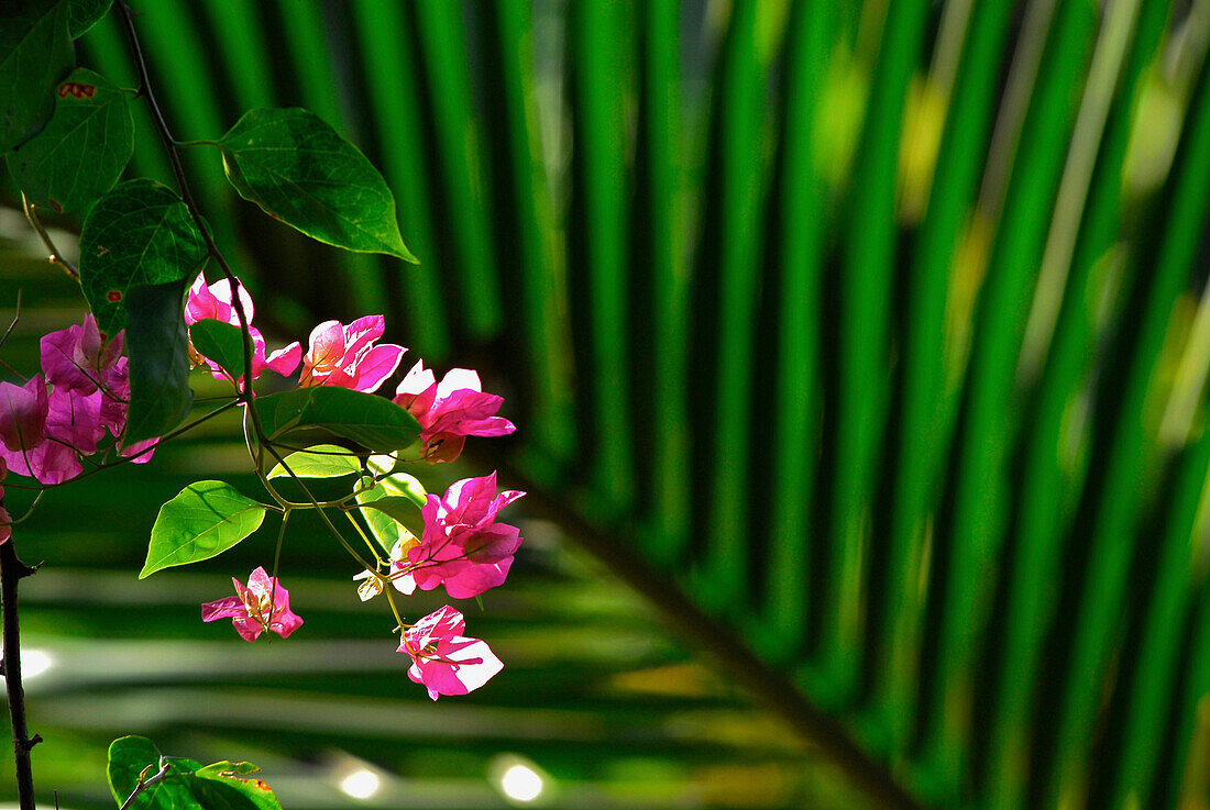 Bougainvillea flowers and palm leave in the sunlight, North Bali, Indonesia, Asia