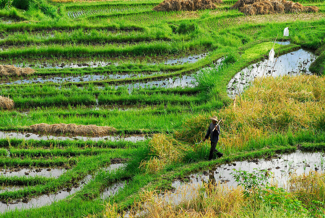 Reisbauer geht über Reisfelder, Nord Bali, Indonesien, Asien
