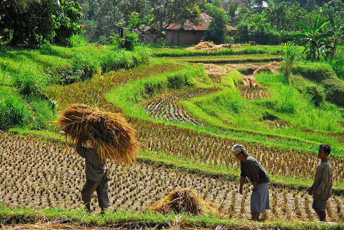 Paddy farmers at harvest on a rice field, North Bali, Indonesia, Asia