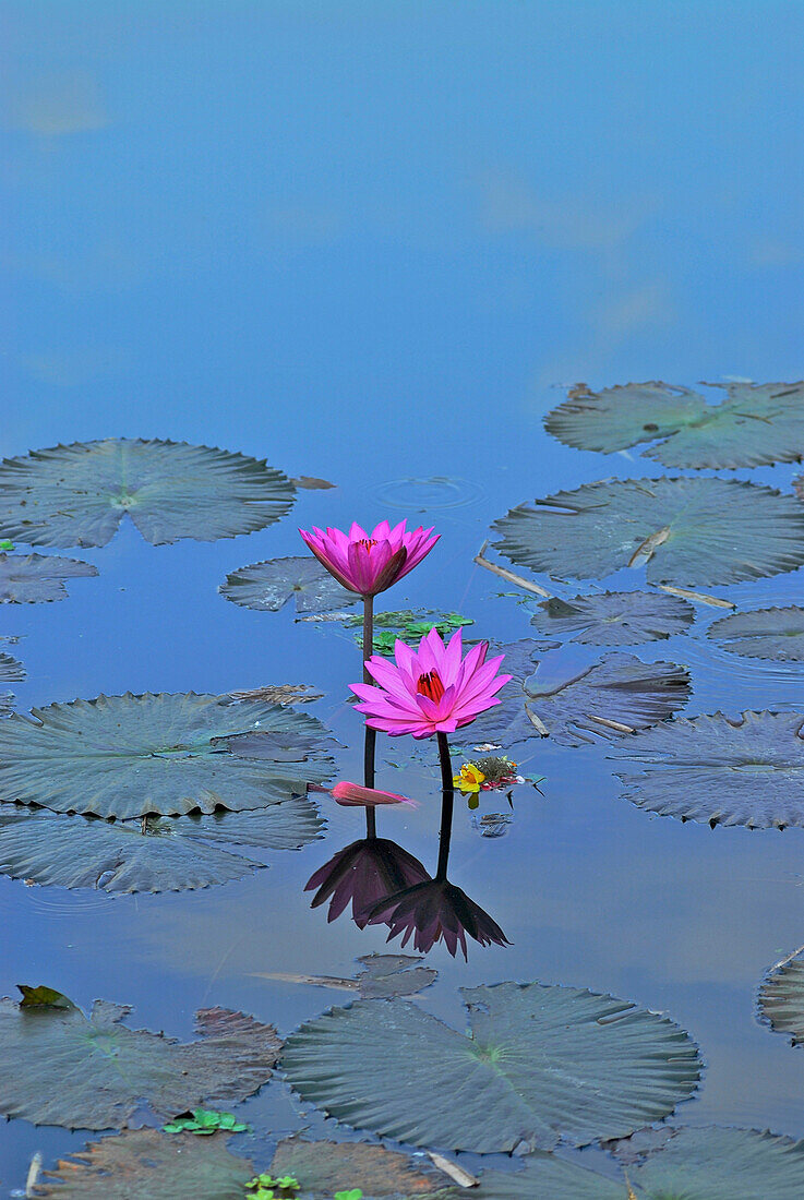 Lotus flower in pond, Taman Ayun, Mengwi, South Bali, Indonesia, Asia
