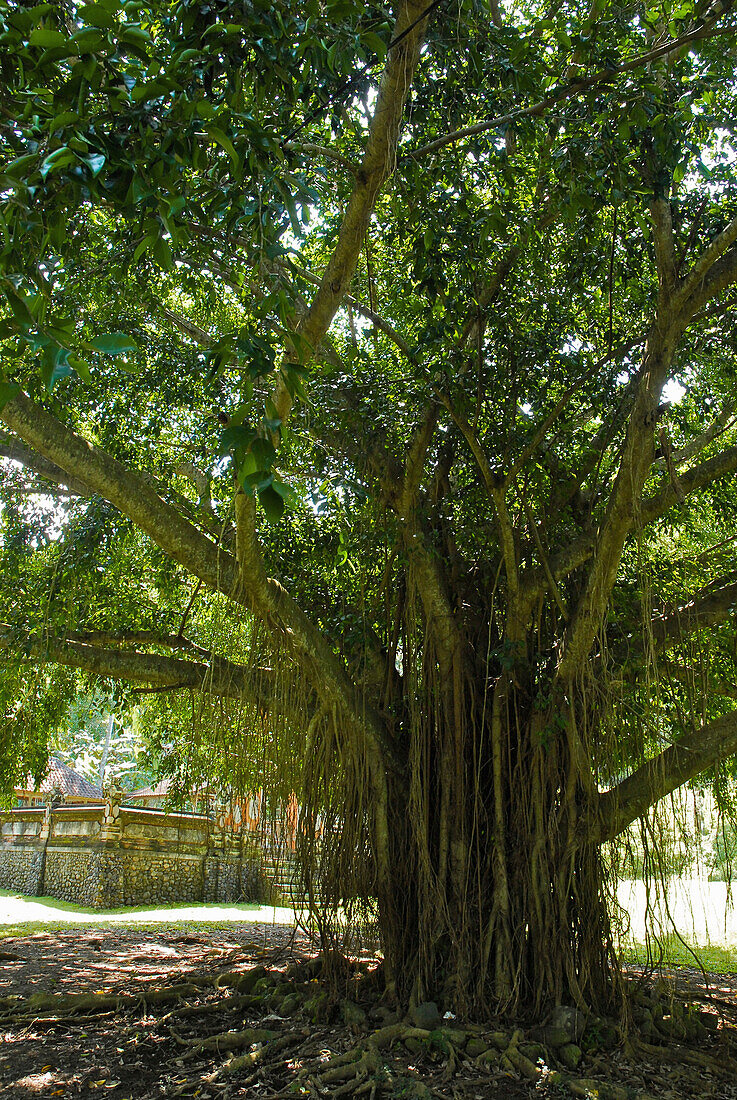 Banyan tree at forest temple, Tenganan, Bali Aga village, East Bali, Indonesia, Asia