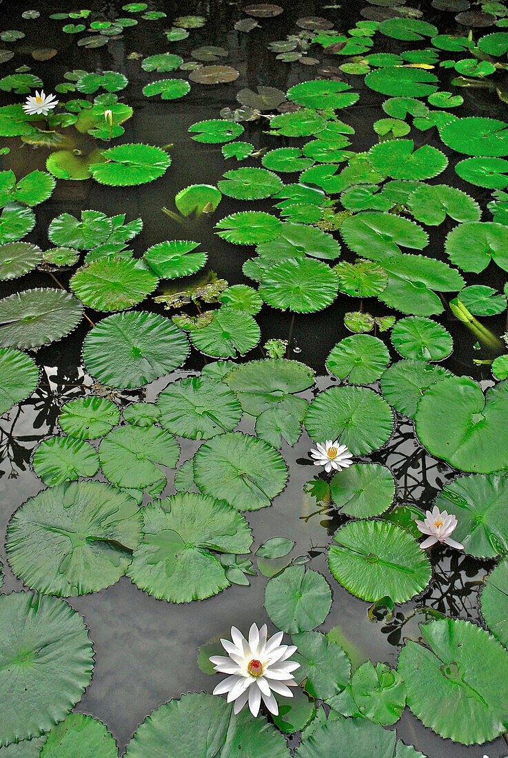View at water lillies in a pond at Amandari Resort, Yeh Agung, Bali, Indonesia, Asia