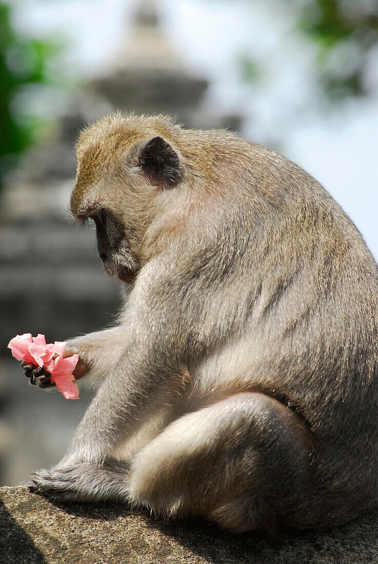 Monkey in the sunlight at Temple Pura Luhur Uluwatu, South Bali, Indonesia, Asia