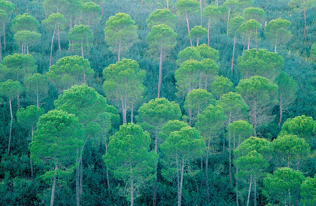 Stein-Pinien (Pinus pinea), Sierra Morena, Andalusien, Spanien, Europa