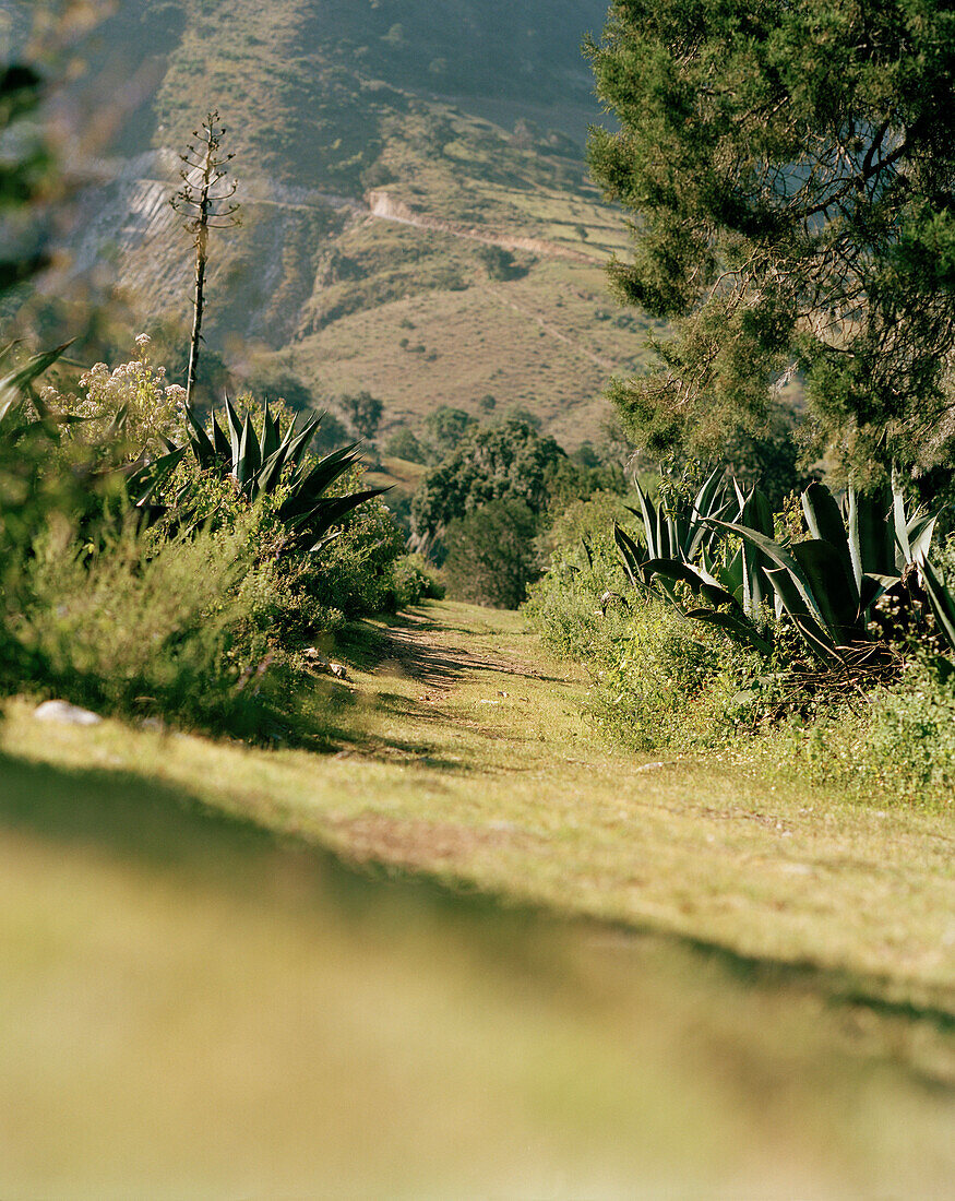 Schmaler Weg durch Agaven in einem Tal, Provinz Puebla, Mexiko, Amerika