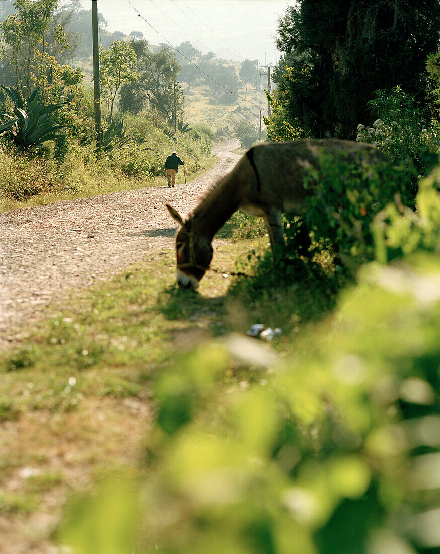 Grazing donkey and old man on a country road in the sunlight, Puebla province, Mexico, America