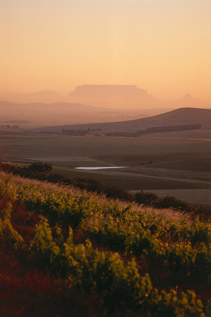 Blick über Weinfelder und Weinberge Richtung Tafelberg, Observatory Wine Cellar, Malmesbury, Swartland, Westkap, Südafrika, Afrika