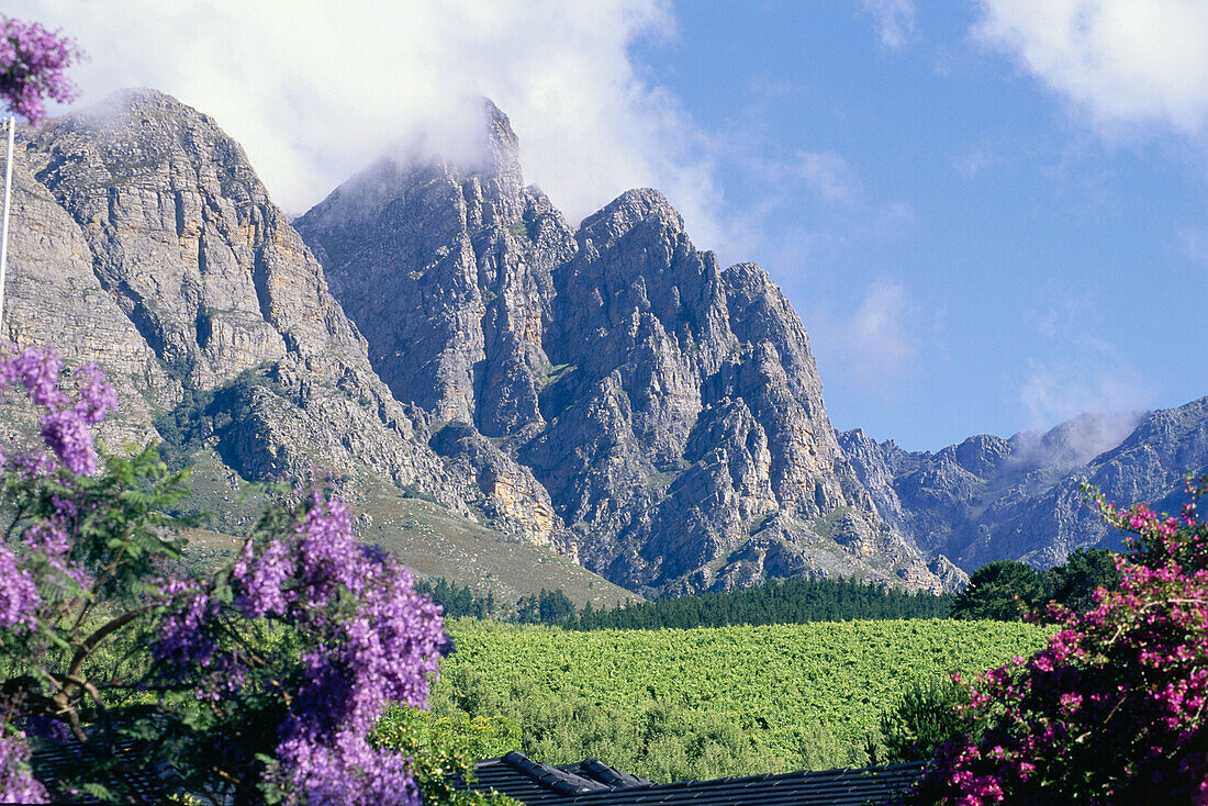 Vineyards in the Tulbagh region, Western Cape, South Africa, Africa