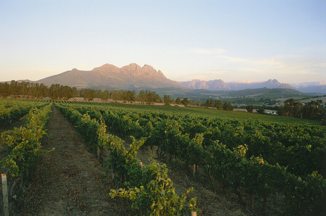 Evening impression with view towards Simonsberg, Stellenbosch, Western Cape, South Africa, Africa