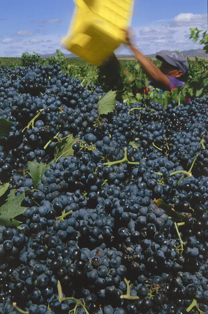 Harvest impression, Merlot grapes in a vineyard around Helderberg belonging to Flagstone winery, Helderberg, Western Cape, South Africa, Africa
