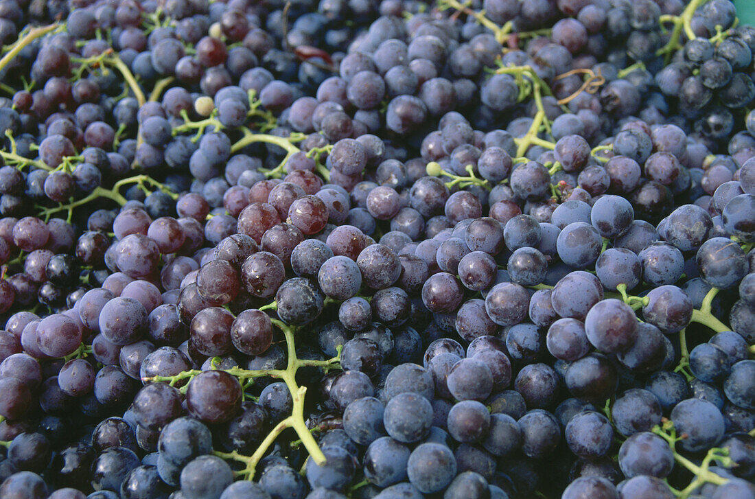 Nahaufnahme von Weintrauben, Rot, Rotwein, Weinanbau